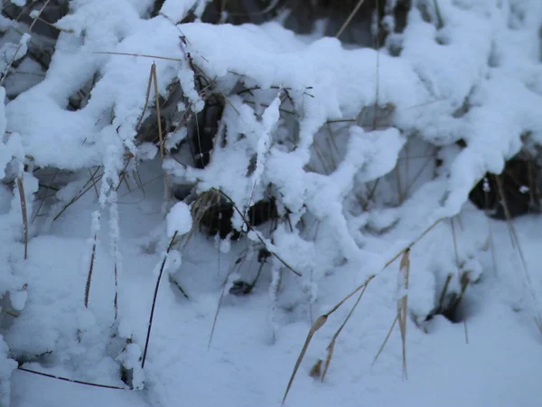 잎도 없이 가까이 서 찍은 관목, 눈이 뿌려진 곳 — 스톡 사진