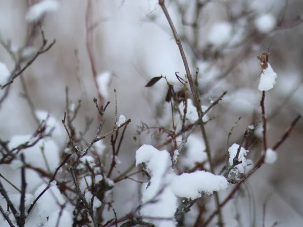 Arbustos estreitamente disparados sem folhas, polvilhados com neve — Fotografia de Stock