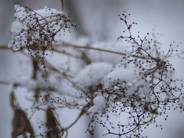 Arbustes rapprochés sans feuilles, saupoudrés de neige — Photo