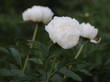 Koyu yeşil arka planda beyaz şakayıklar