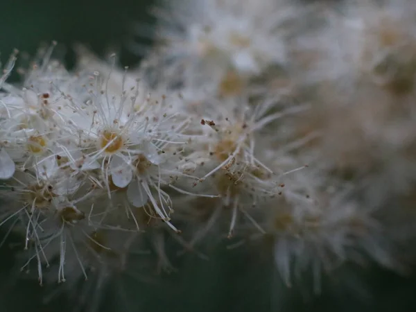 Fleurs blanches moelleuses avec étamines et centres jaunes — Photo