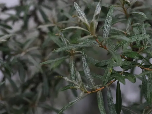 没有叶子的海荆棘的空分枝 — 图库照片