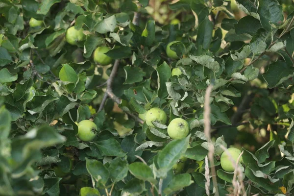 Jabłoń z jabłkami w letni dzień — Zdjęcie stockowe