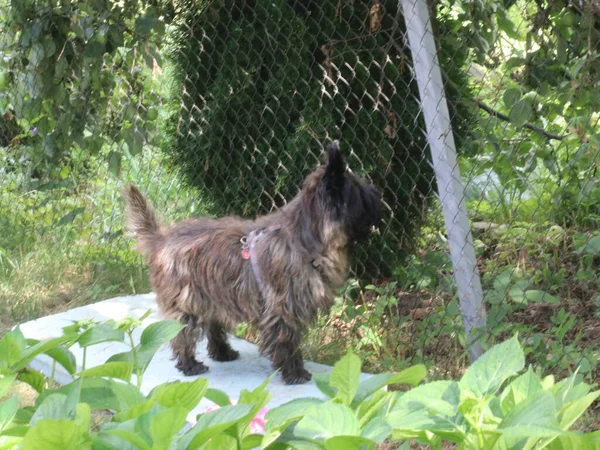 Ένα σκυλί που μοιάζει με αρκούδα στο φράχτη. — Φωτογραφία Αρχείου