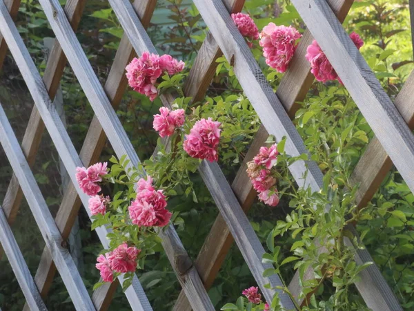 Розовые цветы на деревянном заборе — стоковое фото