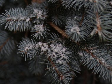 Mavi ladin dallarında kar var.