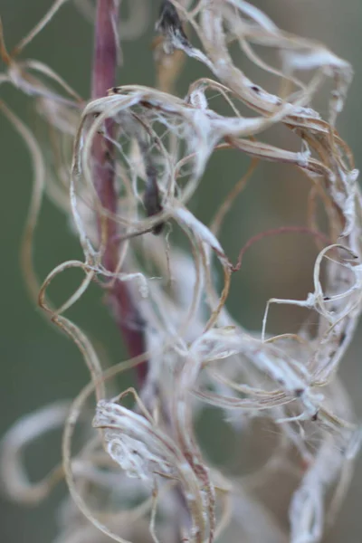 Light curl of dry plant on blurred background — Stock Photo, Image