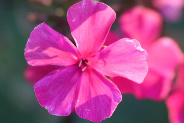 Pembe çiçek atış kapatın — Stok fotoğraf
