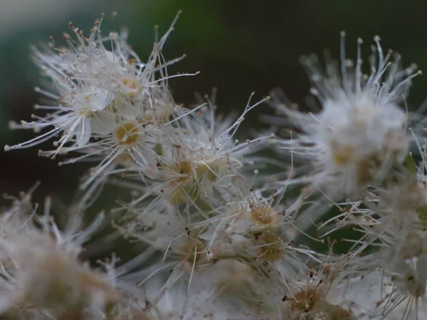 Pluizige witte bloemen met meeldraden en gele centra — Stockfoto