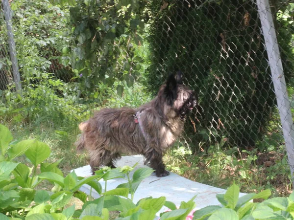 Ένα σκυλί που μοιάζει με αρκούδα στο φράχτη. — Φωτογραφία Αρχείου