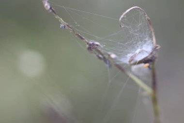 Bulanık arkaplanda kuru bitkinin hafif kıvrımı