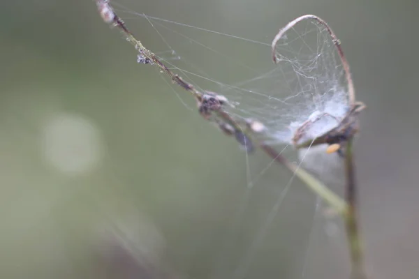 Boucle légère de plante sèche sur fond flou — Photo