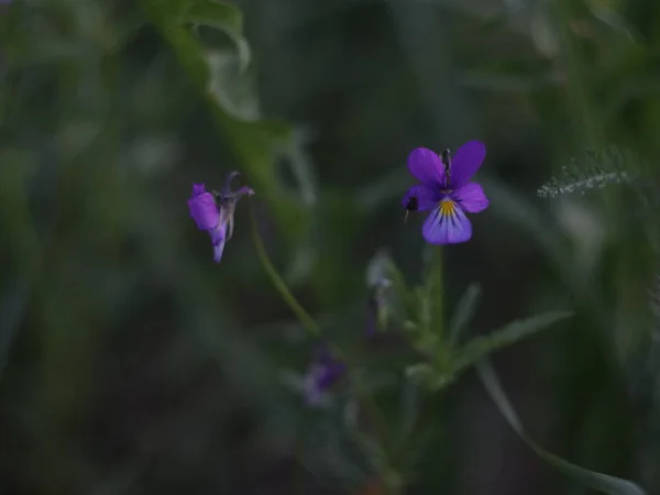 紫色，淡淡的红绿相间的背景 — 图库照片