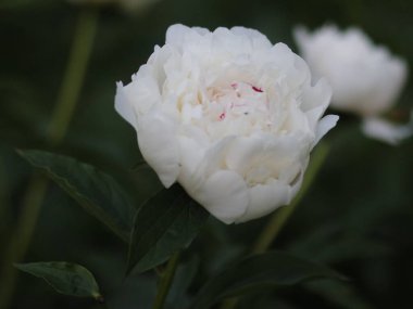 Koyu yeşil arka planda beyaz şakayıklar