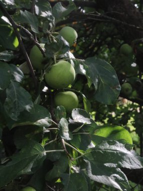 Yaz günü elmalı elma ağacı