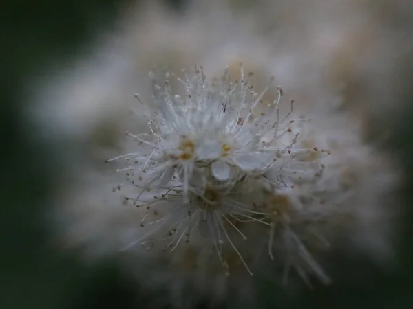 Fluffy white flowers with stamens and yellow centers — Stock Photo, Image