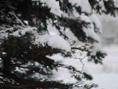 Karla kaplı patiler ışıklarla yenir