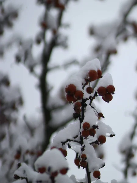 Branches d'arbres couvertes de neige avec des fruits — Photo