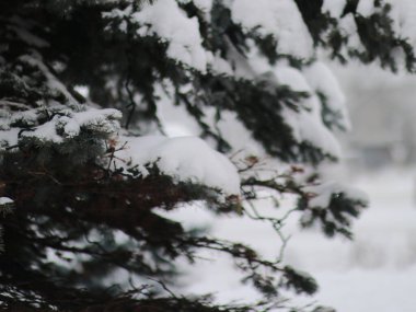 Karla kaplı patiler ışıklarla yenir