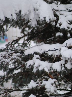 Karla kaplı patiler ışıklarla yenir