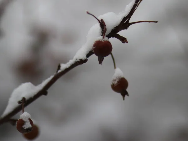 Árbol cubierto de nieve ramas con frutas — Foto de Stock