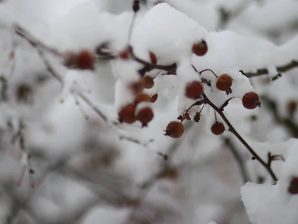 Branches d'arbres couvertes de neige avec des fruits — Photo