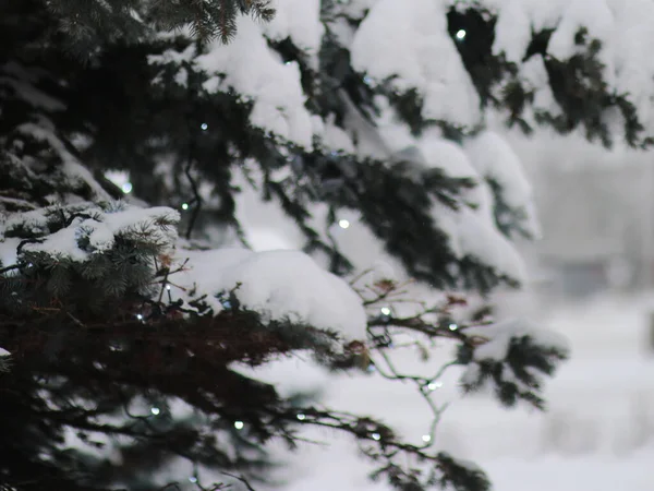 Karla kaplı patiler ışıklarla yenir