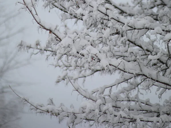 Karla kaplı ağaç dalları meyvelerle — Stok fotoğraf