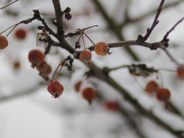 Сніг покритий гілками дерев з фруктами — стокове фото