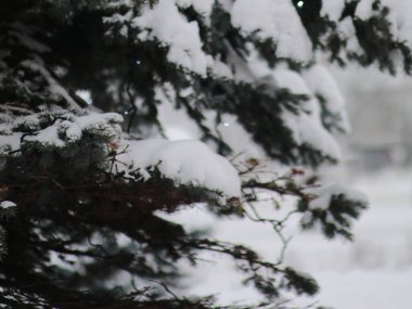 Karla kaplı patiler ışıklarla yenir
