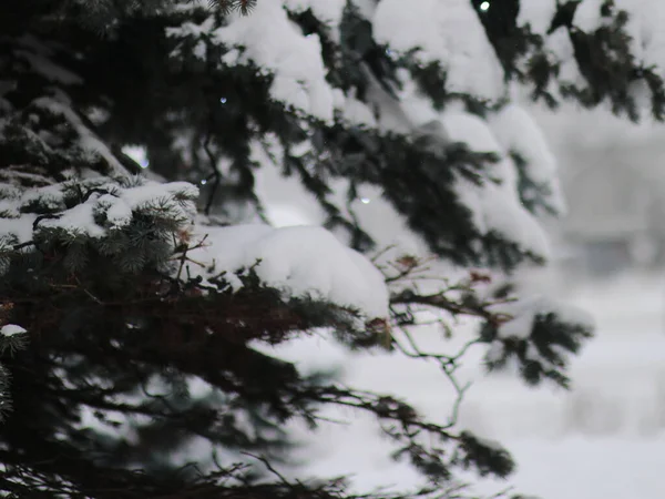 Karla kaplı patiler ışıklarla yenir