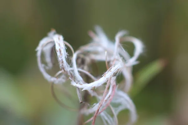 Boucle légère de plante sèche sur fond flou — Photo