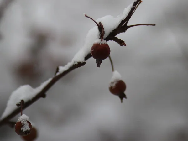 Árbol cubierto de nieve ramas con frutas — Foto de Stock