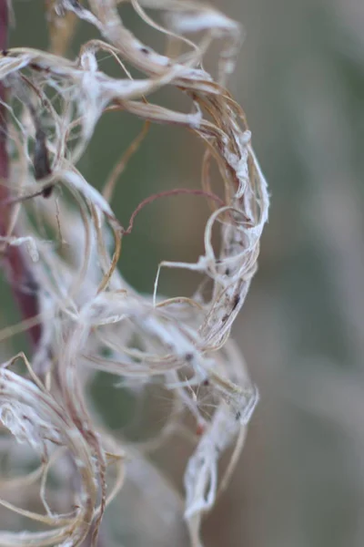 Light curl of dry plant on blurred background — Stock Photo, Image