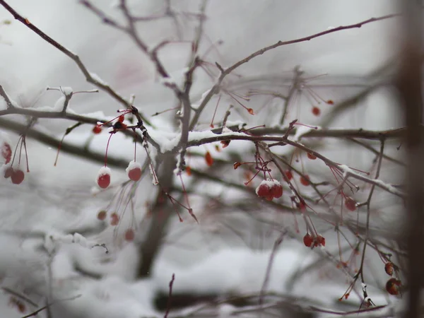 Branches d'arbres couvertes de neige avec des fruits — Photo