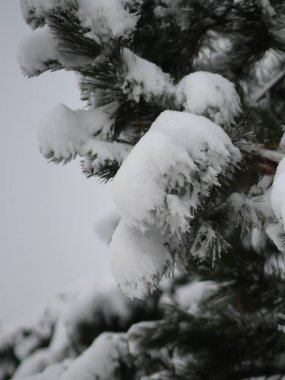 Karla kaplı patiler ışıklarla yenir