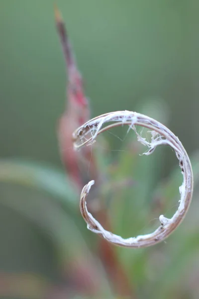 Boucle légère de plante sèche sur fond flou — Photo