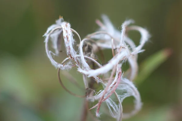 Boucle légère de plante sèche sur fond flou — Photo