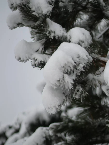 Met sneeuw bedekte poten aten met lichten — Stockfoto