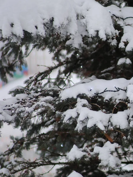 Met sneeuw bedekte poten aten met lichten — Stockfoto