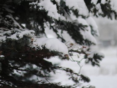 Karla kaplı patiler ışıklarla yenir
