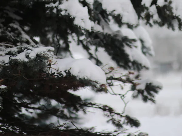 Karla kaplı patiler ışıklarla yenir