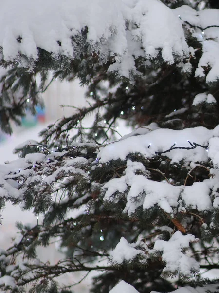 Met sneeuw bedekte poten aten met lichten — Stockfoto