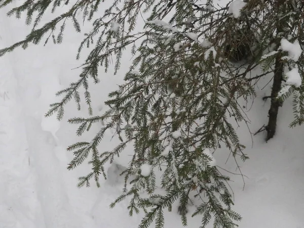 Snowy spruce forest in January — Stockfoto