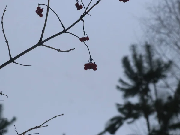 Rowan berries against the background of snow-covered trees — стокове фото