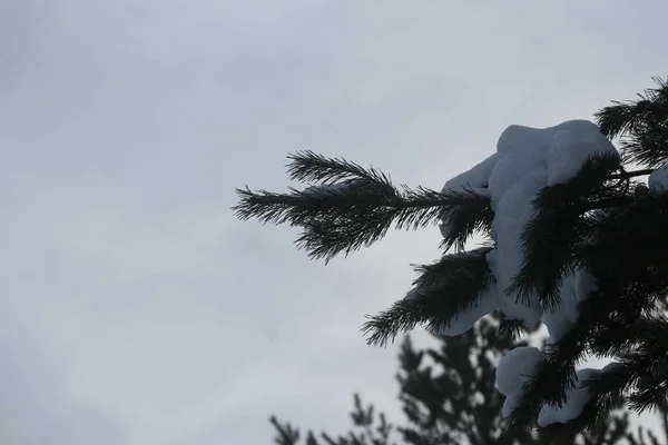 Snow-covered paws of a Christmas tree — Stockfoto