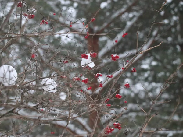 Rowan berries against the background of snow-covered trees — Stockfoto