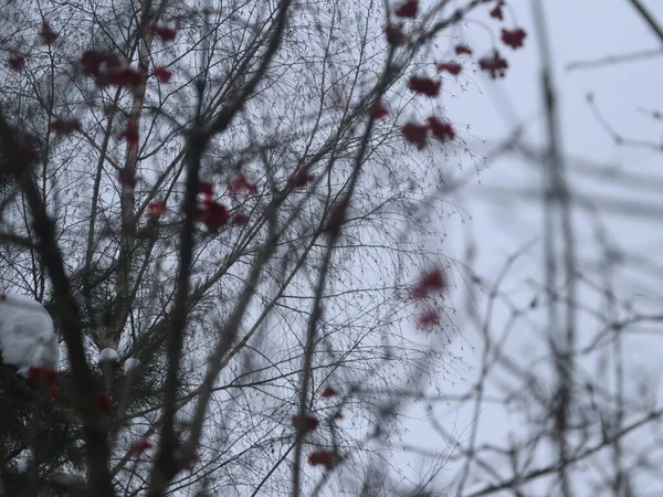Rowan berries against the background of snow-covered trees — стокове фото