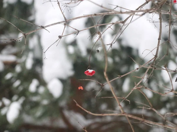 Bayas de Rowan contra el fondo de árboles cubiertos de nieve — Foto de Stock