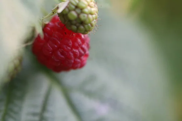 Rijpe en onrijpe frambozen op een blad — Stockfoto